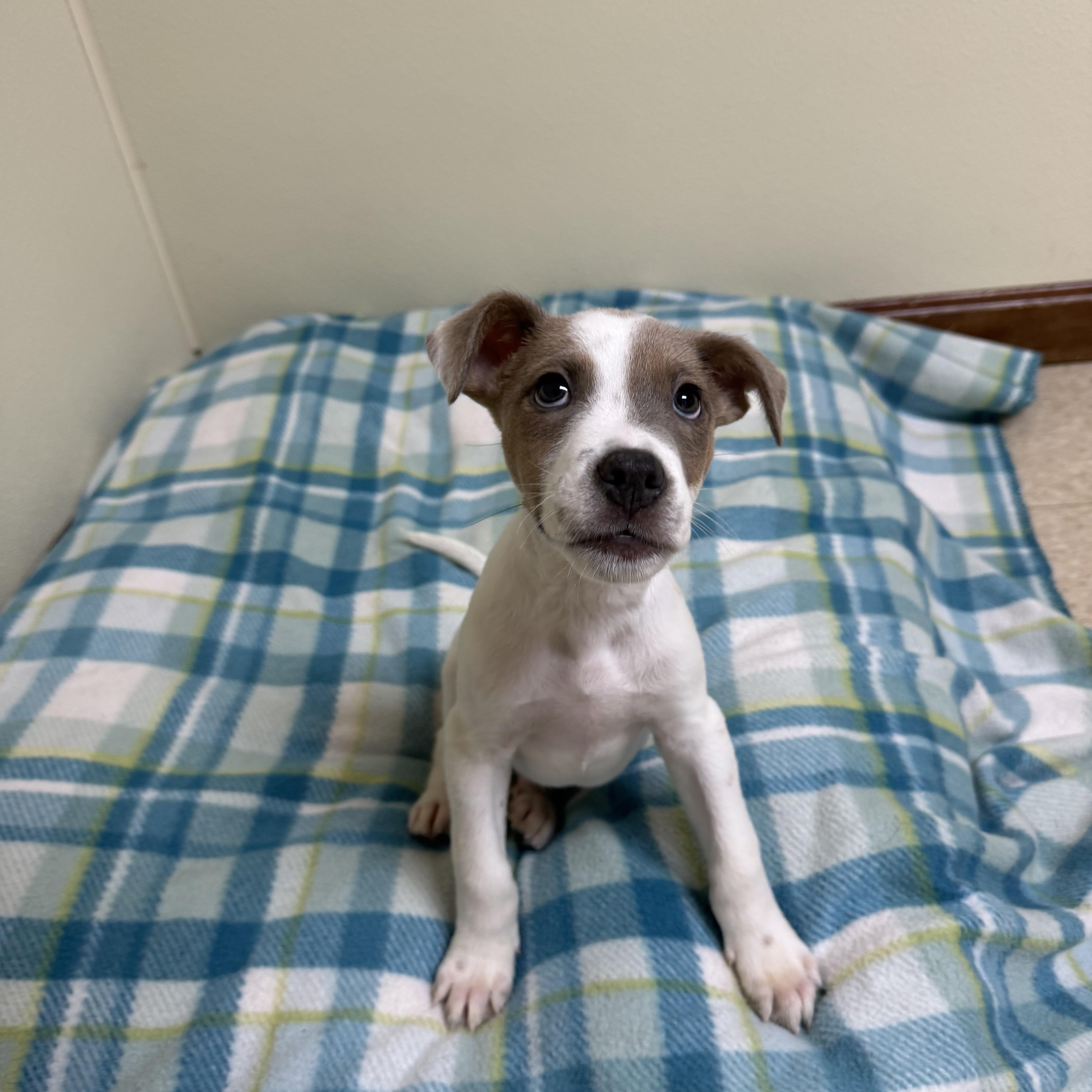 Abel, a ADOPTABLE mixed breed in Douglas, MA image 4/5