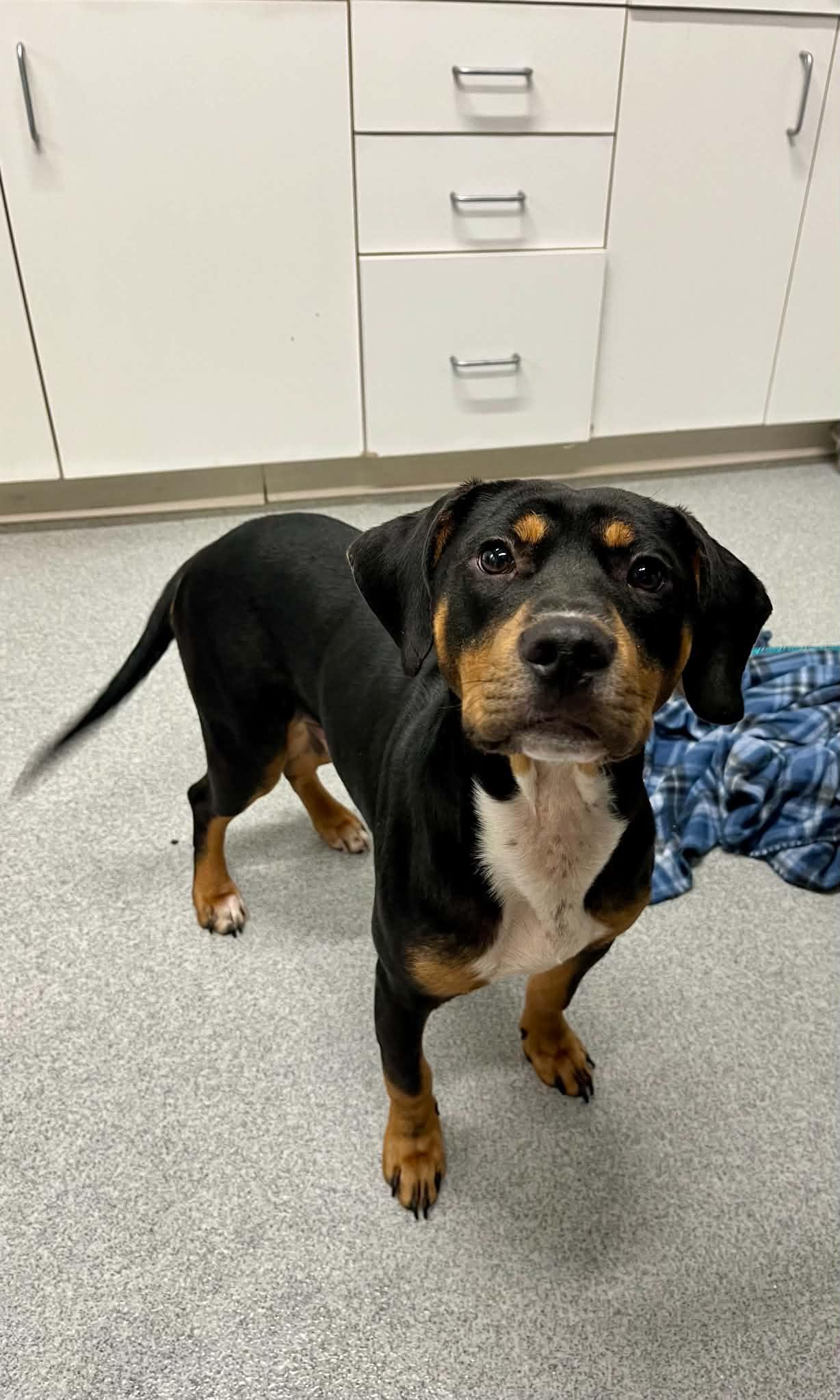 Enlarge Bug, a ADOPTABLE Mixed Breed in Moundsville, WV image 1/1