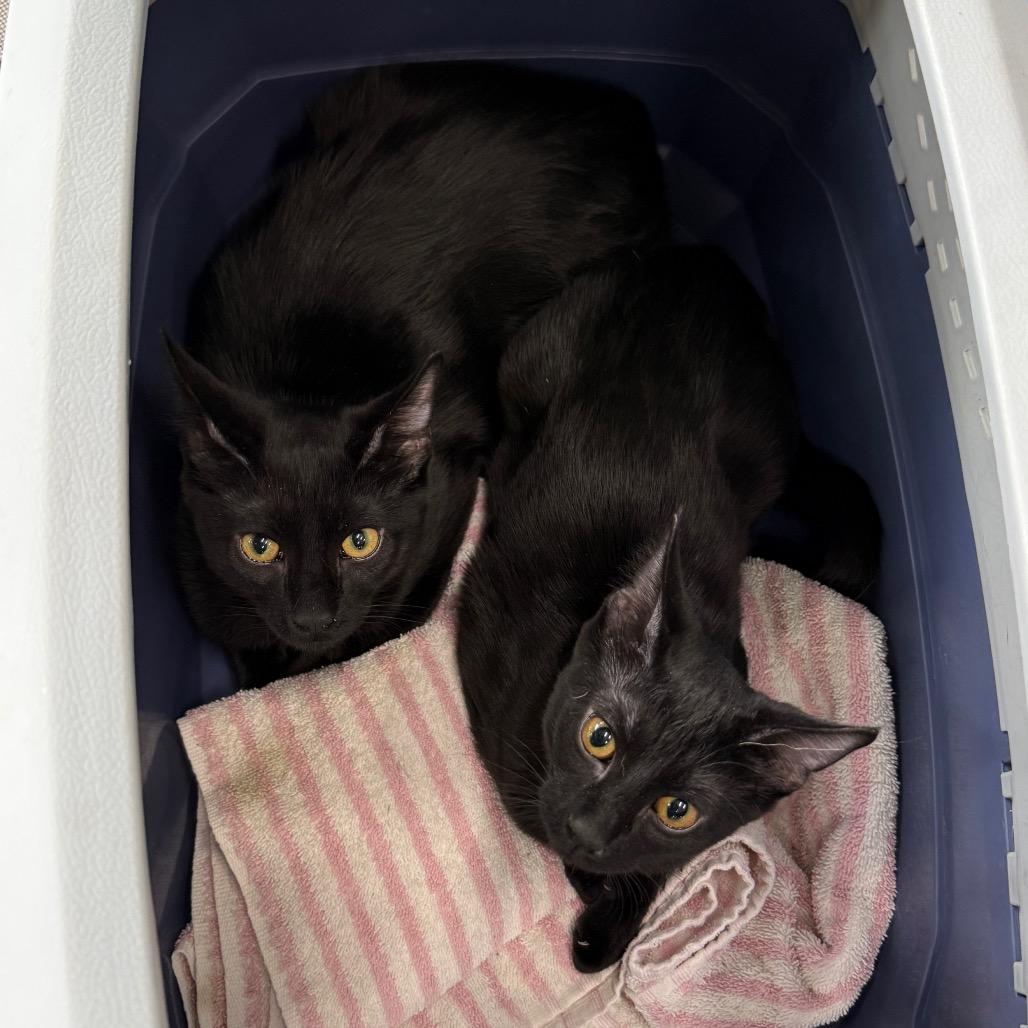 Pinecone, a Adoptable Domestic Short Hair in Joliet, IL image 1/4