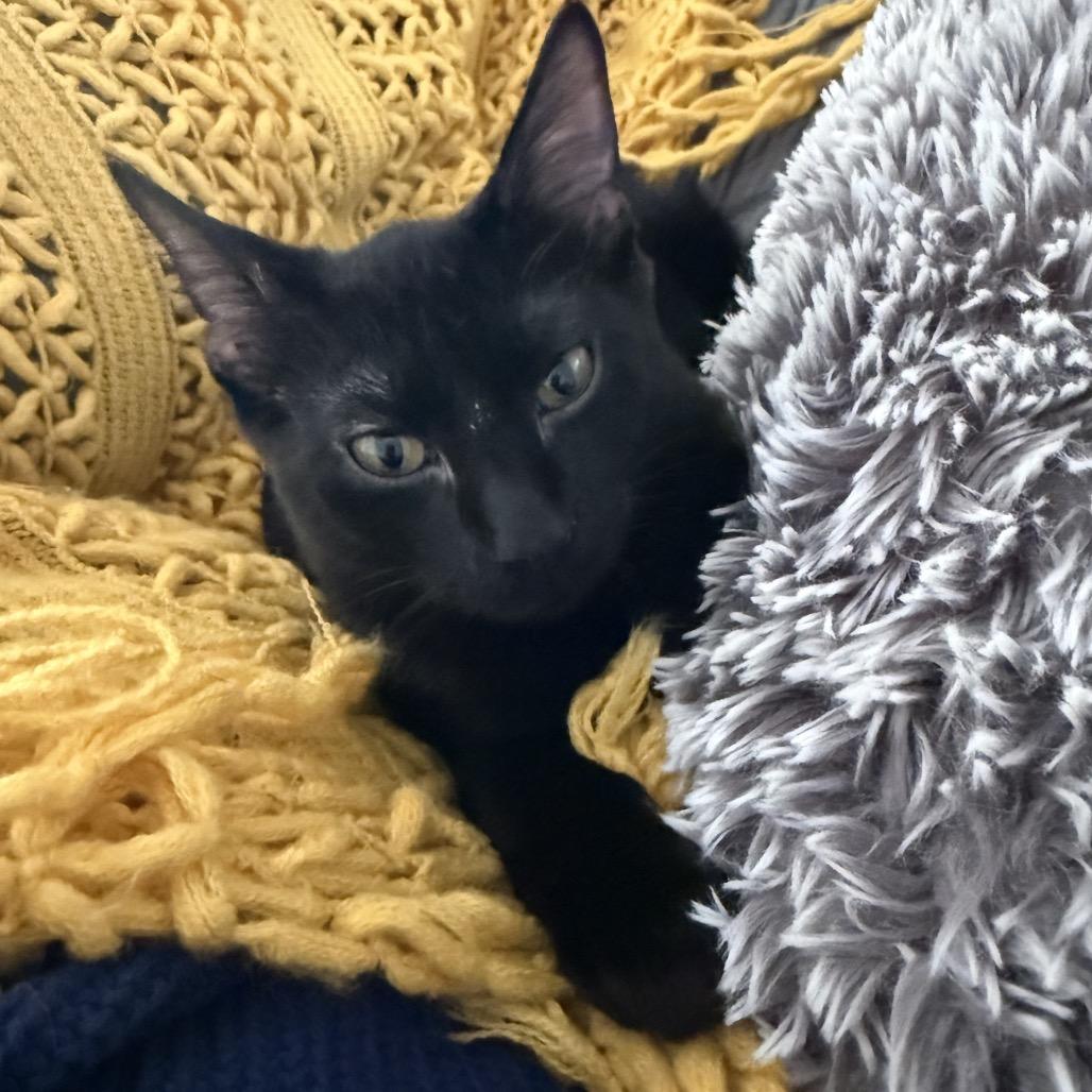 Pinecone, a Adoptable Domestic Short Hair in Joliet, IL image 3/4