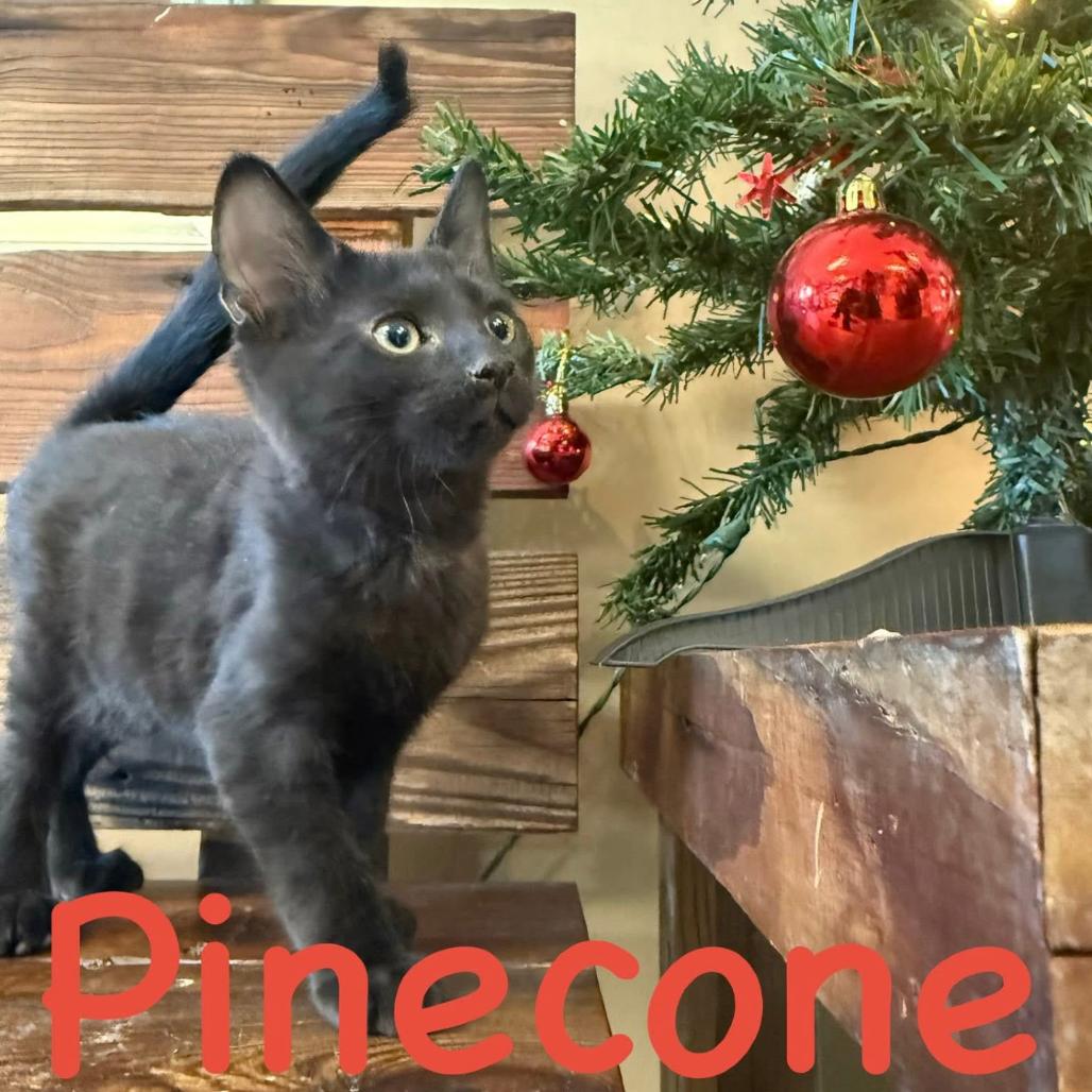 Pinecone, a Adoptable Domestic Short Hair in Joliet, IL image 4/4