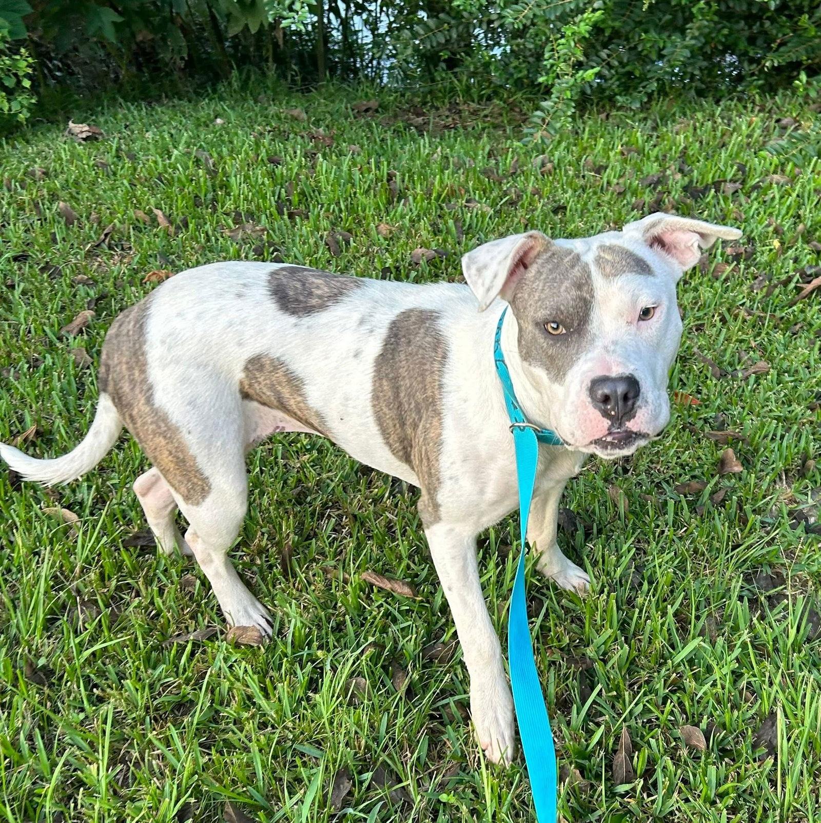 Rosalie- Sweet Rosie, Adoptable, Adult Female Pit Bull Terrier.