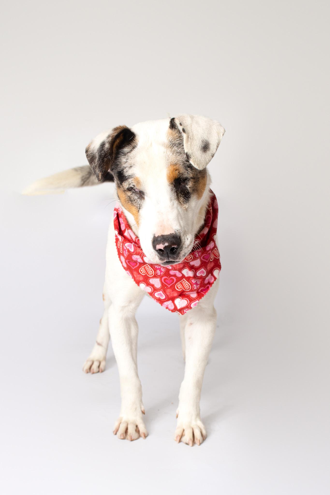 Bingo , ADOPTABLE, Adult Male Australian Shepherd.