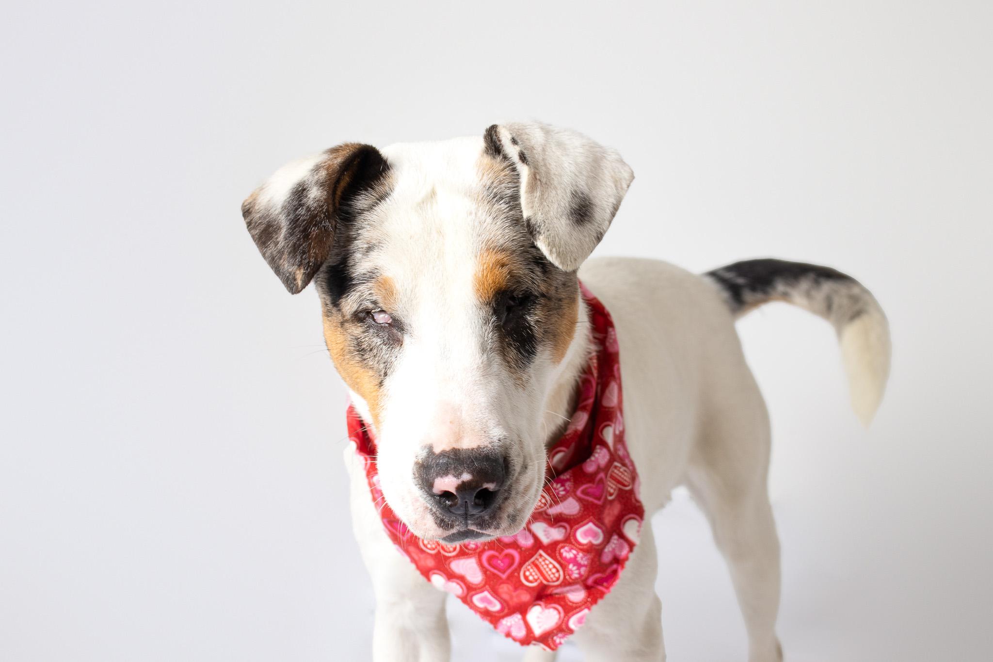 Enlarge Bingo , a ADOPTABLE mixed breed in Plaquemine, LA image 2/2