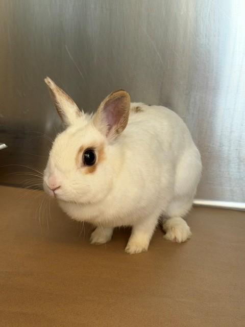Enlarge ALICE, a Adoptable Netherland Dwarf in Toronto, ON image 1/1