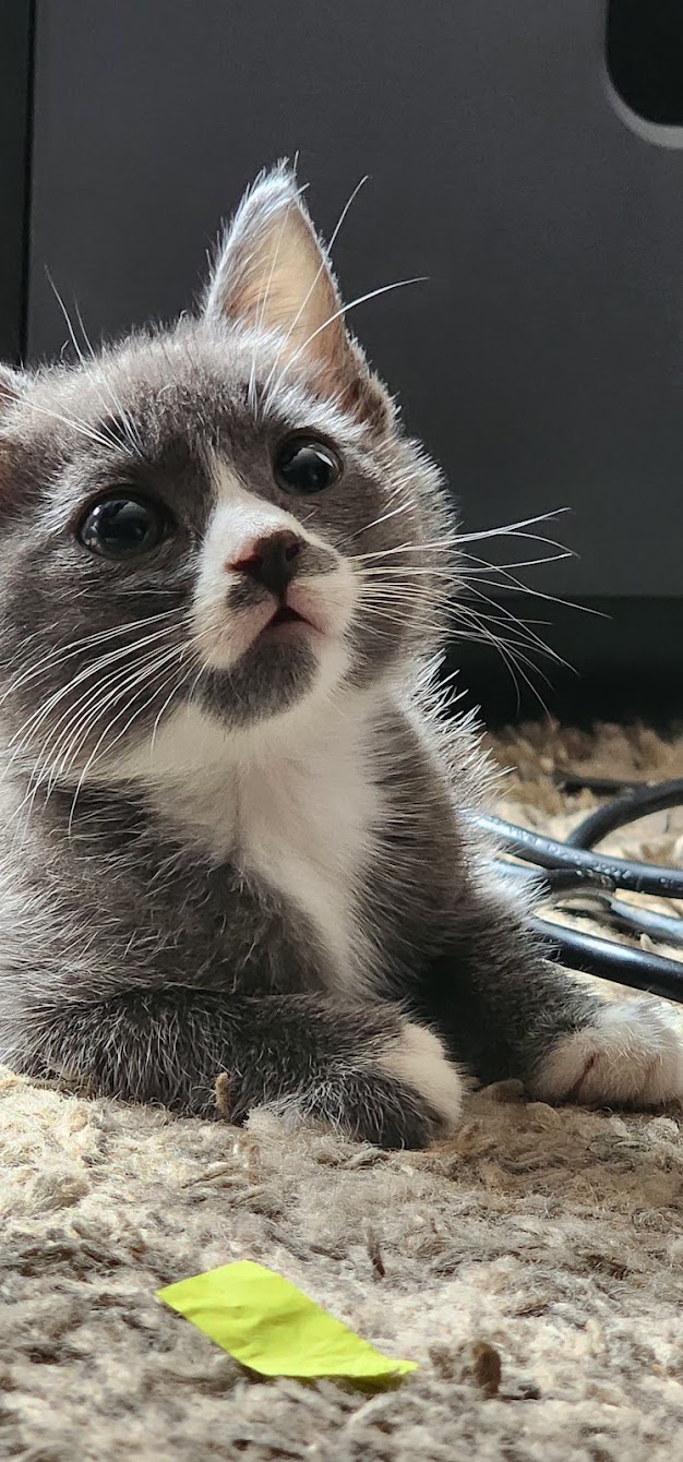 Slo-Poke, Adopted, Young Female Tuxedo.