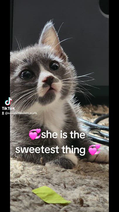 Enlarge Slo-Poke, a Adopted Tuxedo in Fontana, CA video 3/3