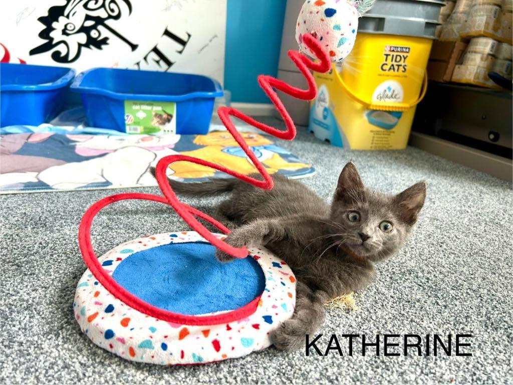 Katherine Johnson / Dorothy Vaughan, Adoptable, Young Female Domestic Short Hair.