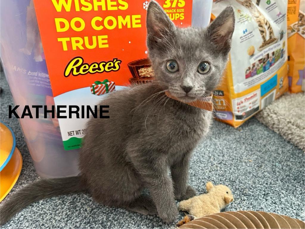 Enlarge Katherine Johnson, a Adoptable mixed breed in Parkville, MD image 1/6