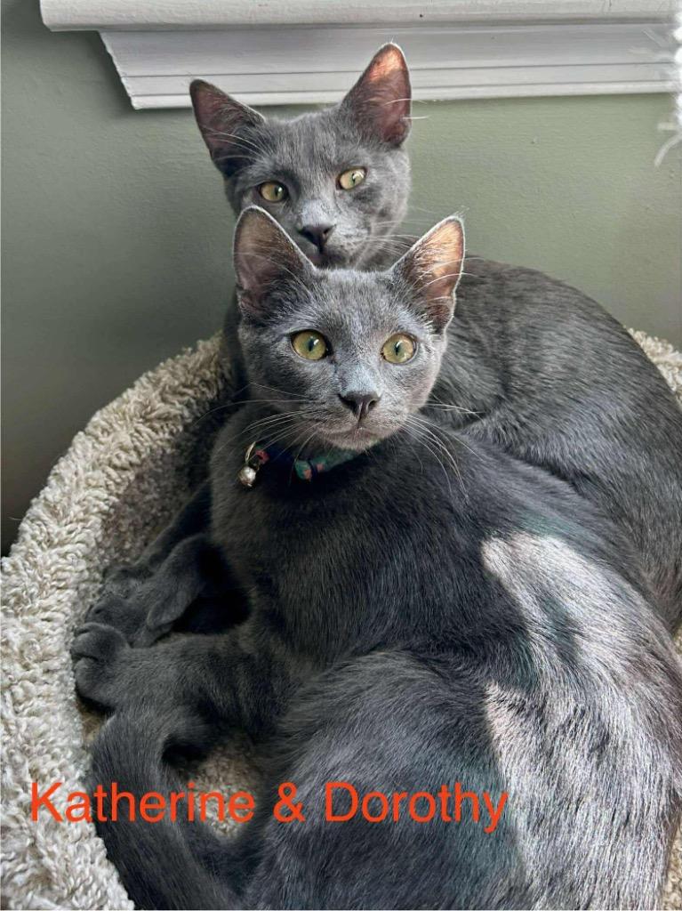 Enlarge Katherine Johnson / Dorothy Vaughan, a Adoptable mixed breed in Parkville, MD image 2/6