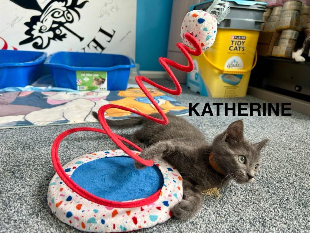 Enlarge Katherine Johnson, a Adoptable mixed breed in Parkville, MD image 3/6