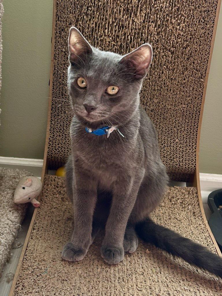 Enlarge Katherine Johnson, a Adoptable mixed breed in Parkville, MD image 4/6