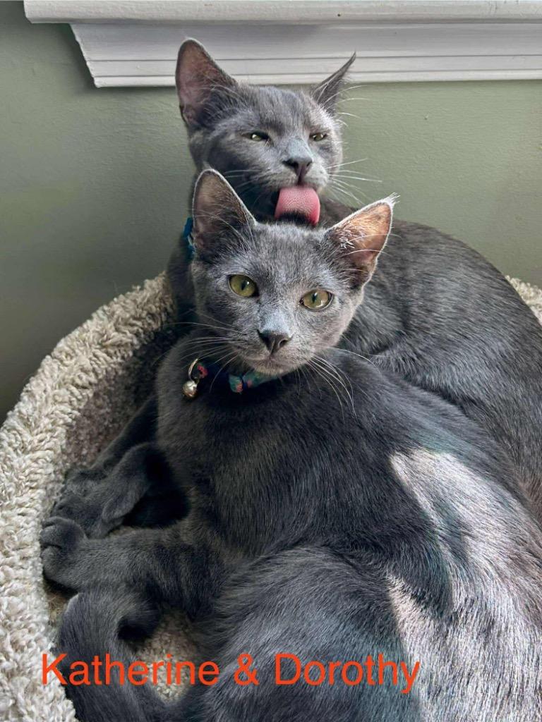 Enlarge Katherine Johnson / Dorothy Vaughan, a Adoptable mixed breed in Parkville, MD image 2/6