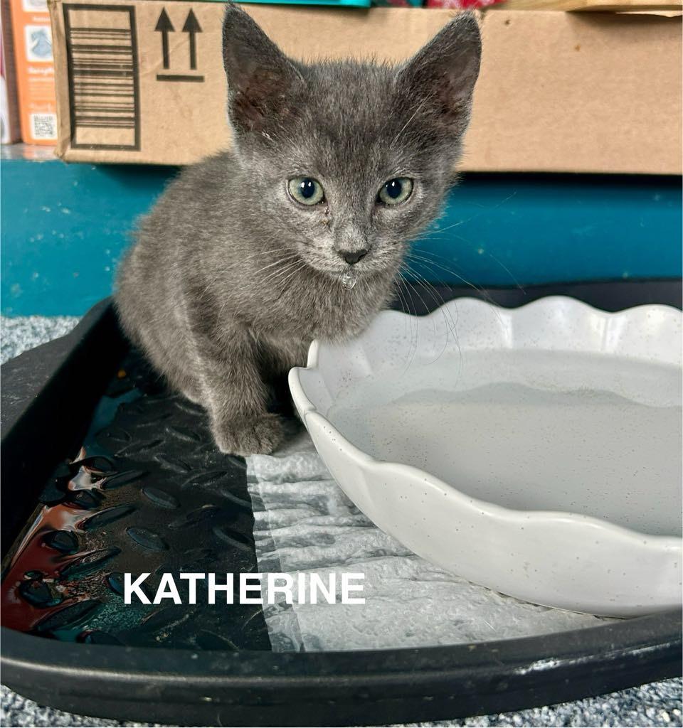 Enlarge Katherine Johnson, a Adoptable mixed breed in Parkville, MD image 6/6