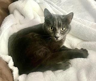 Katherine Johnson / Dorothy Vaughan, Adoptable, Young Female Domestic Short Hair.