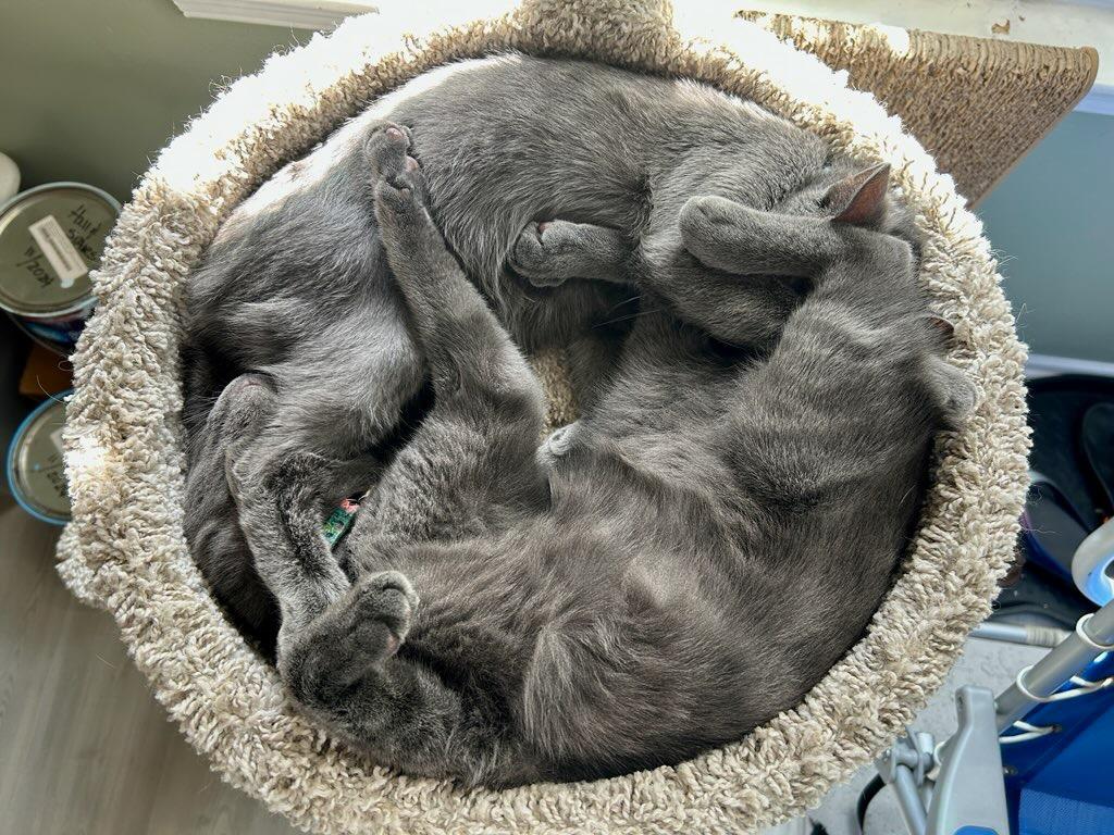 Enlarge Katherine Johnson / Dorothy Vaughan, a Adoptable mixed breed in Parkville, MD image 3/6