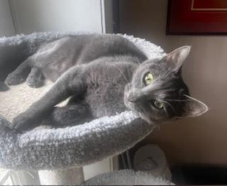 Katherine Johnson / Dorothy Vaughan, a Adoptable mixed breed in Parkville, MD image 3/6