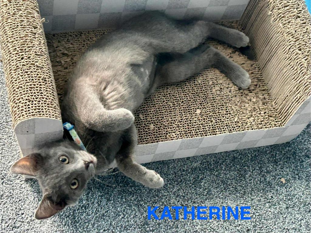 Enlarge Katherine Johnson / Dorothy Vaughan, a Adoptable mixed breed in Parkville, MD image 6/6