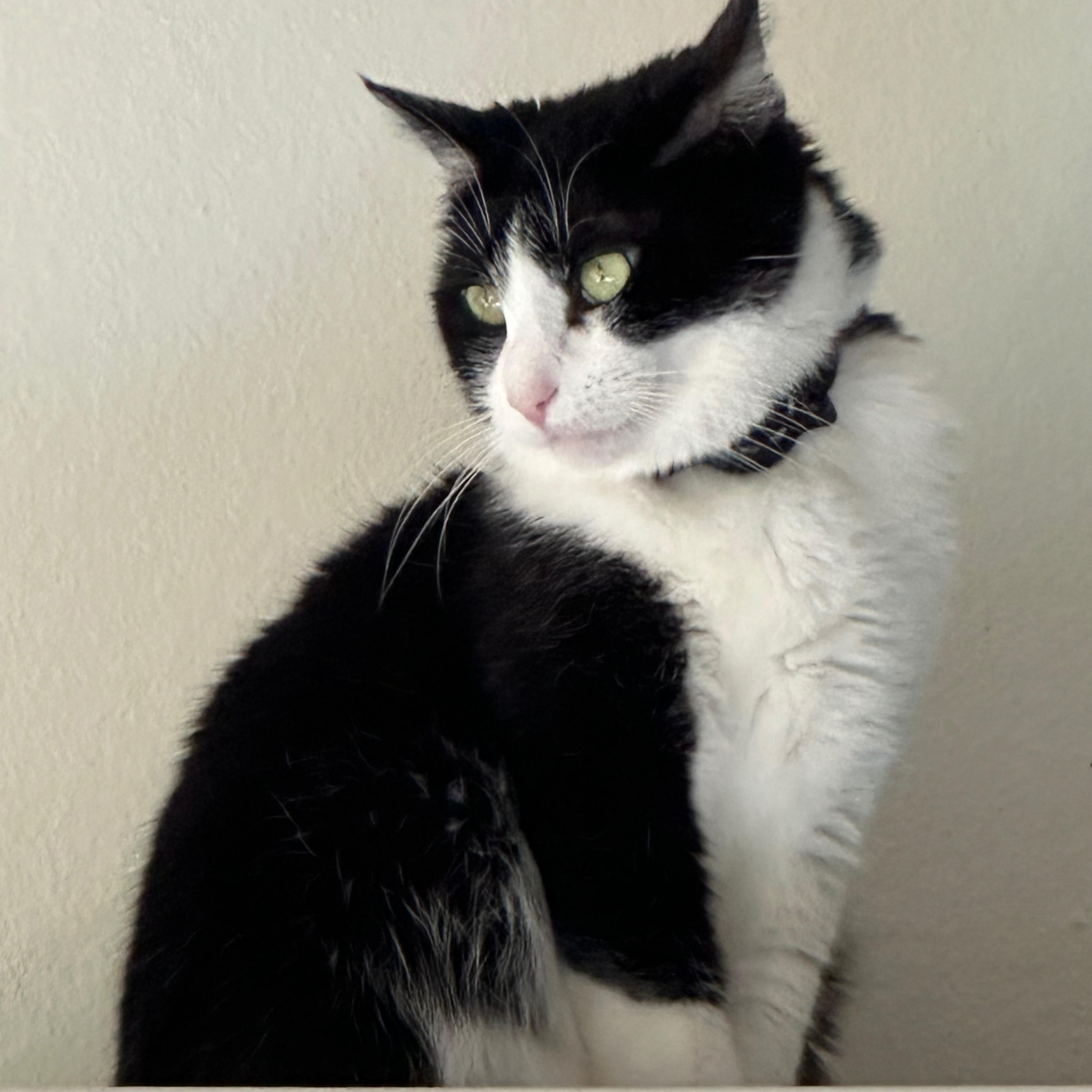 Mariah Purry, Adoptable, Adult Female Domestic Medium Hair.