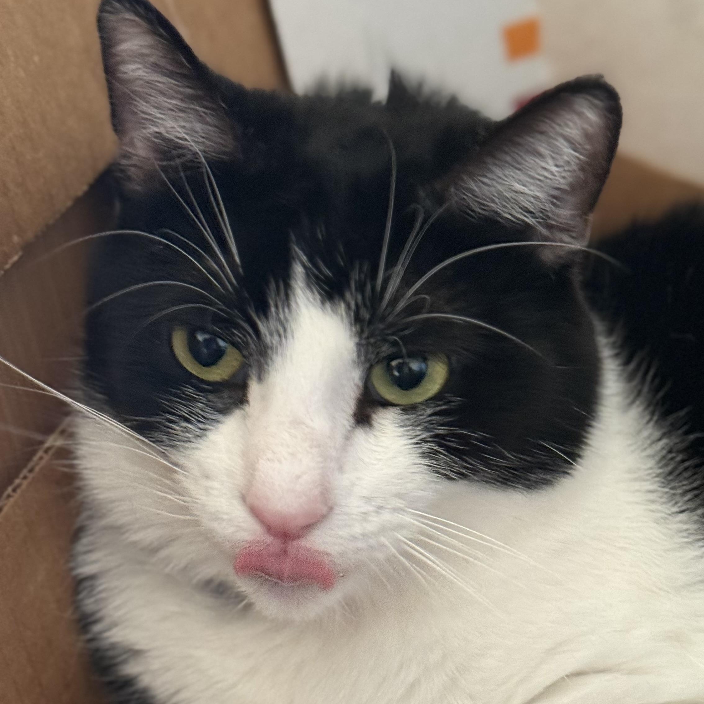 Mariah Purry, a Adoptable Domestic Medium Hair in Sherman Oaks, CA image 2/6