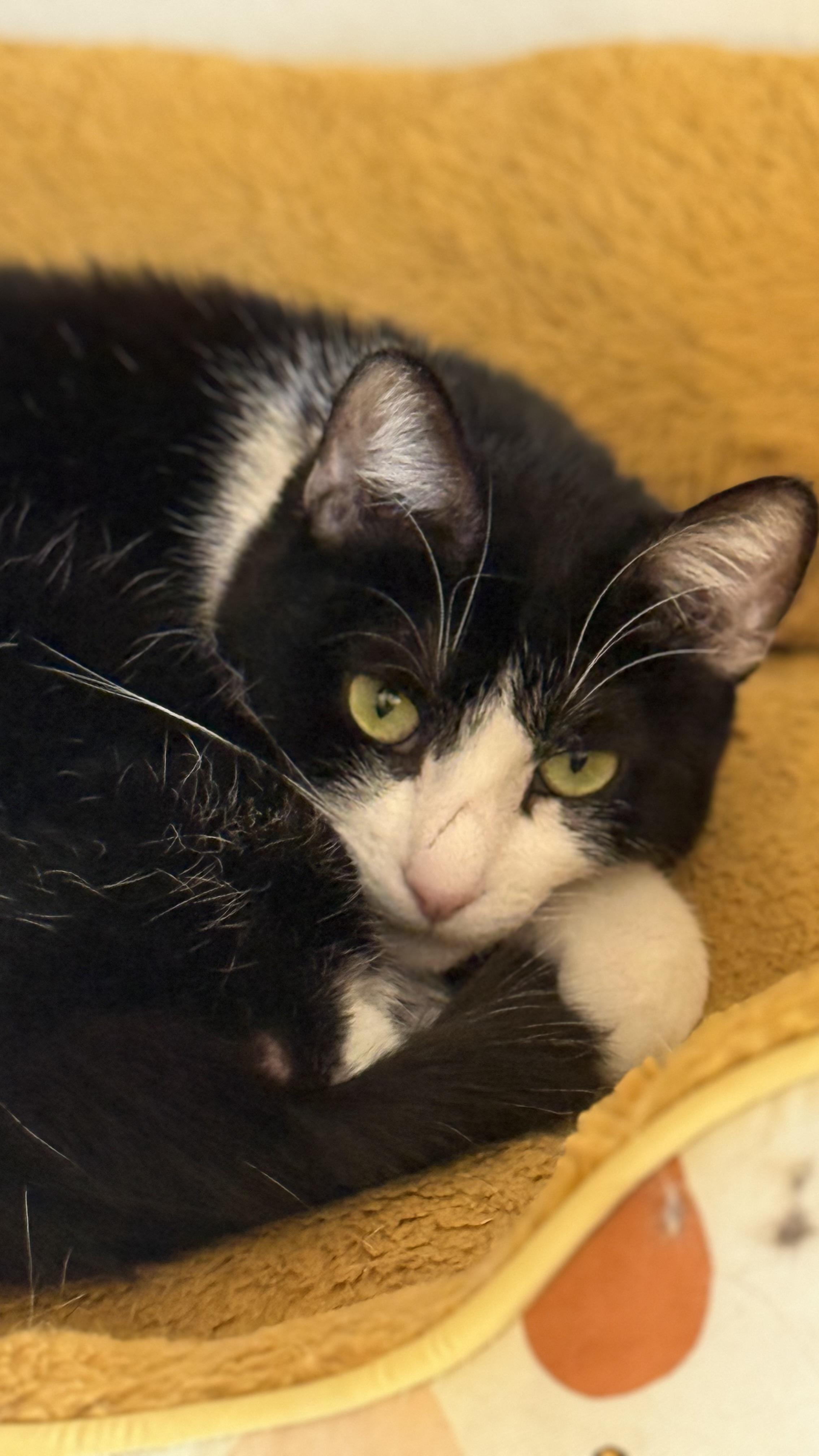 Enlarge Mariah Purry, a Adoptable Domestic Medium Hair in Sherman Oaks, CA image 6/6