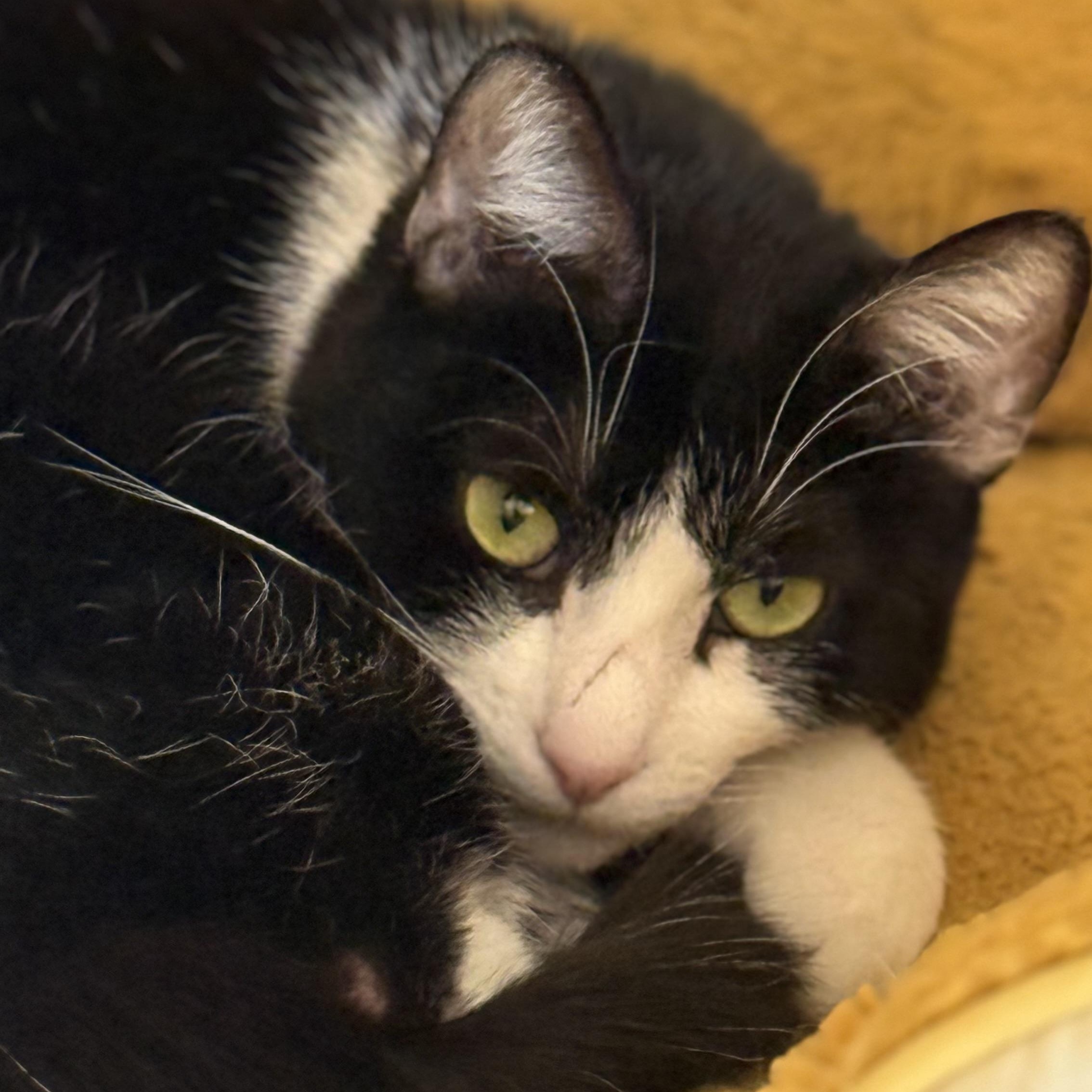 Mariah Purry, a Adoptable Domestic Medium Hair in Sherman Oaks, CA image 6/6
