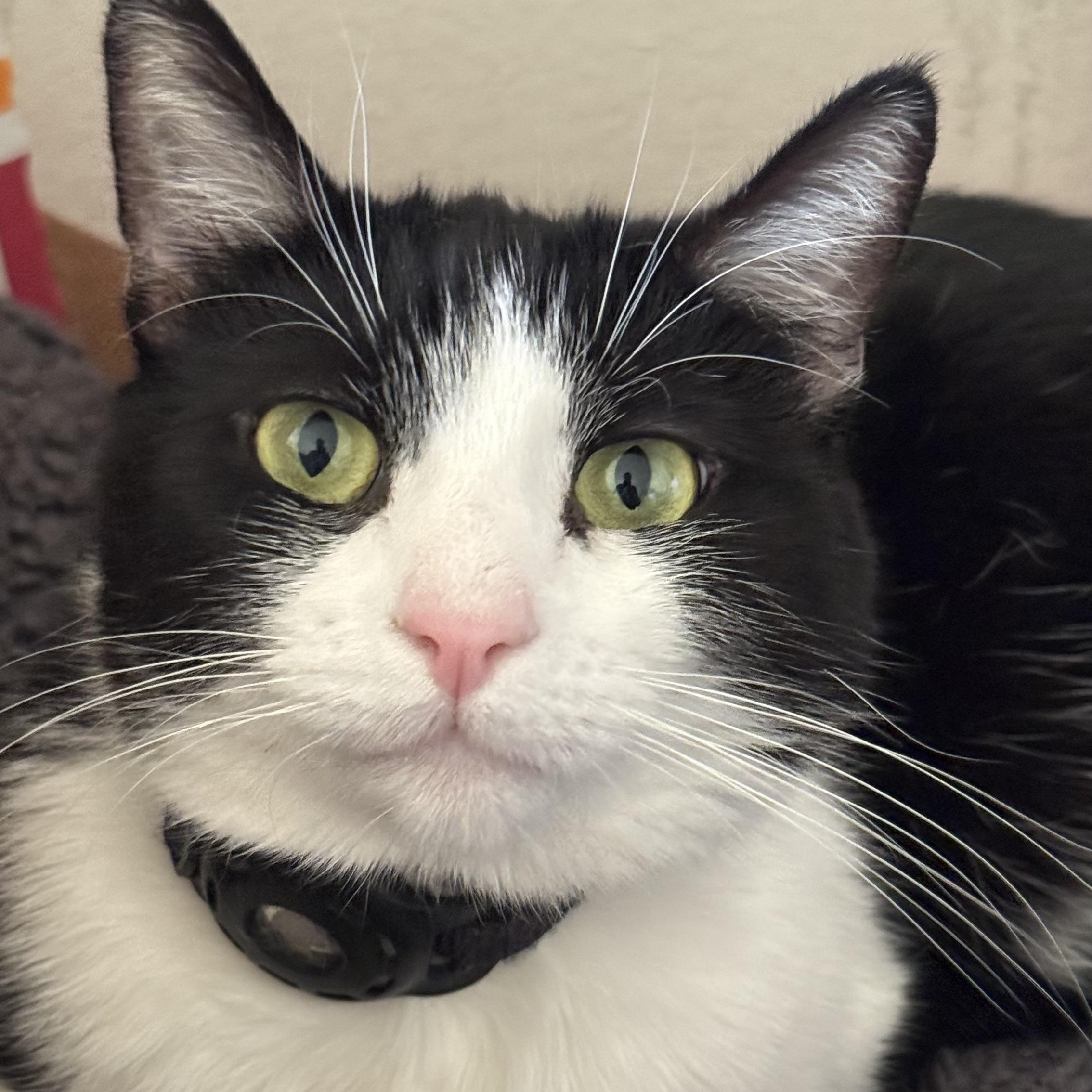 Mariah Purry, a Adoptable Domestic Medium Hair in Sherman Oaks, CA image 4/6