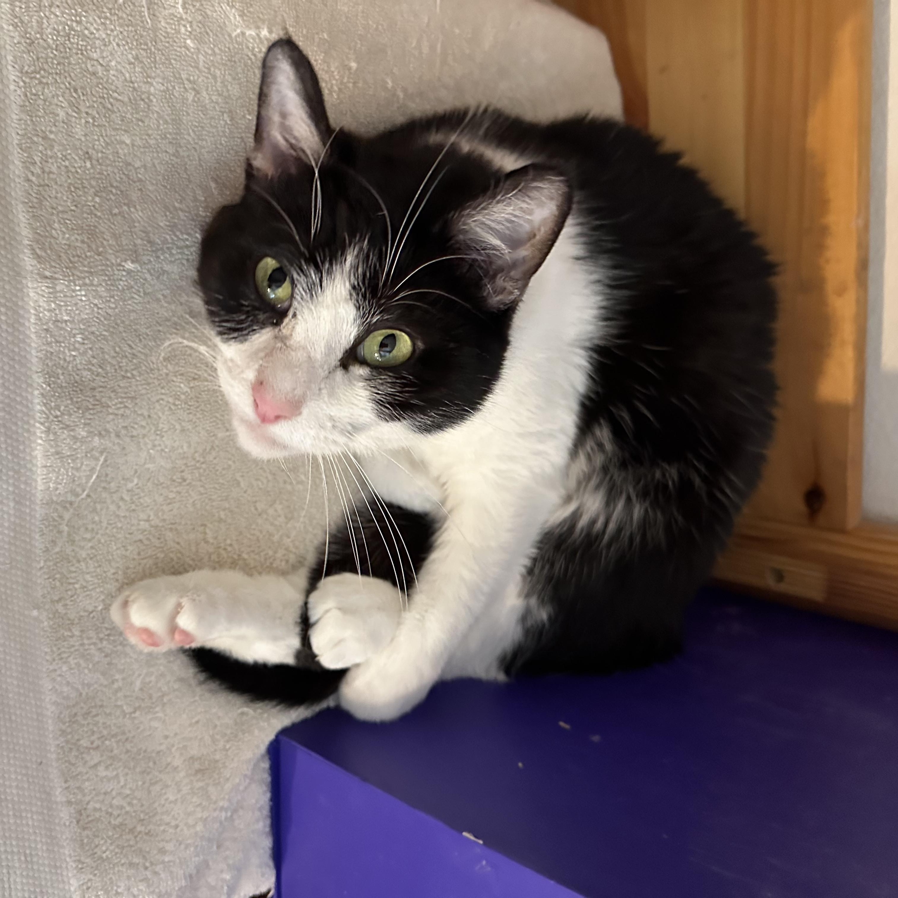 Mariah Purry, a Adoptable Domestic Medium Hair in Sherman Oaks, CA image 5/6