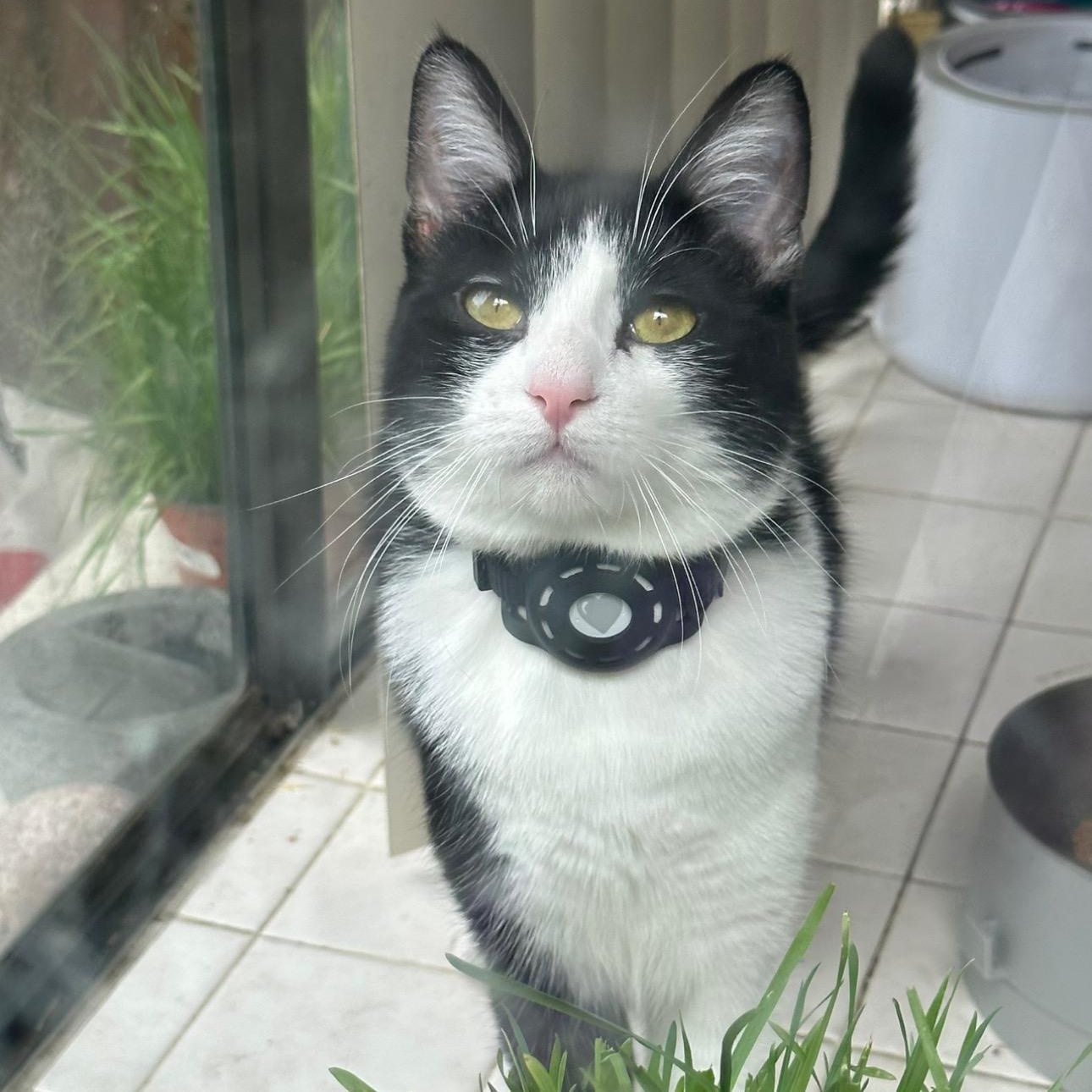 Mariah Purry, a Adoptable Domestic Medium Hair in Sherman Oaks, CA image 6/6