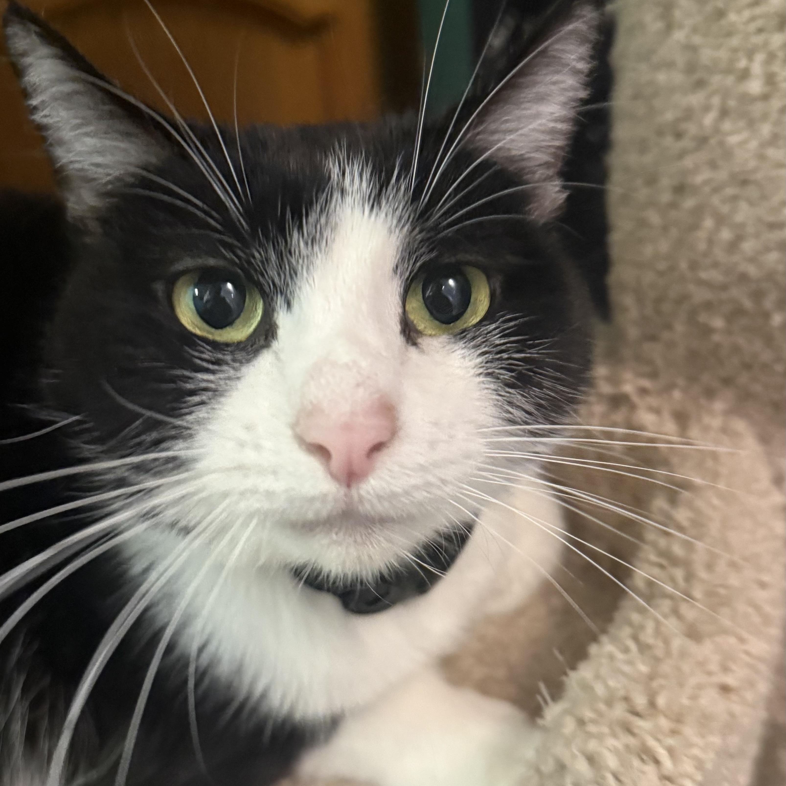 Mariah Purry, a Adoptable Domestic Medium Hair in Sherman Oaks, CA image 1/6