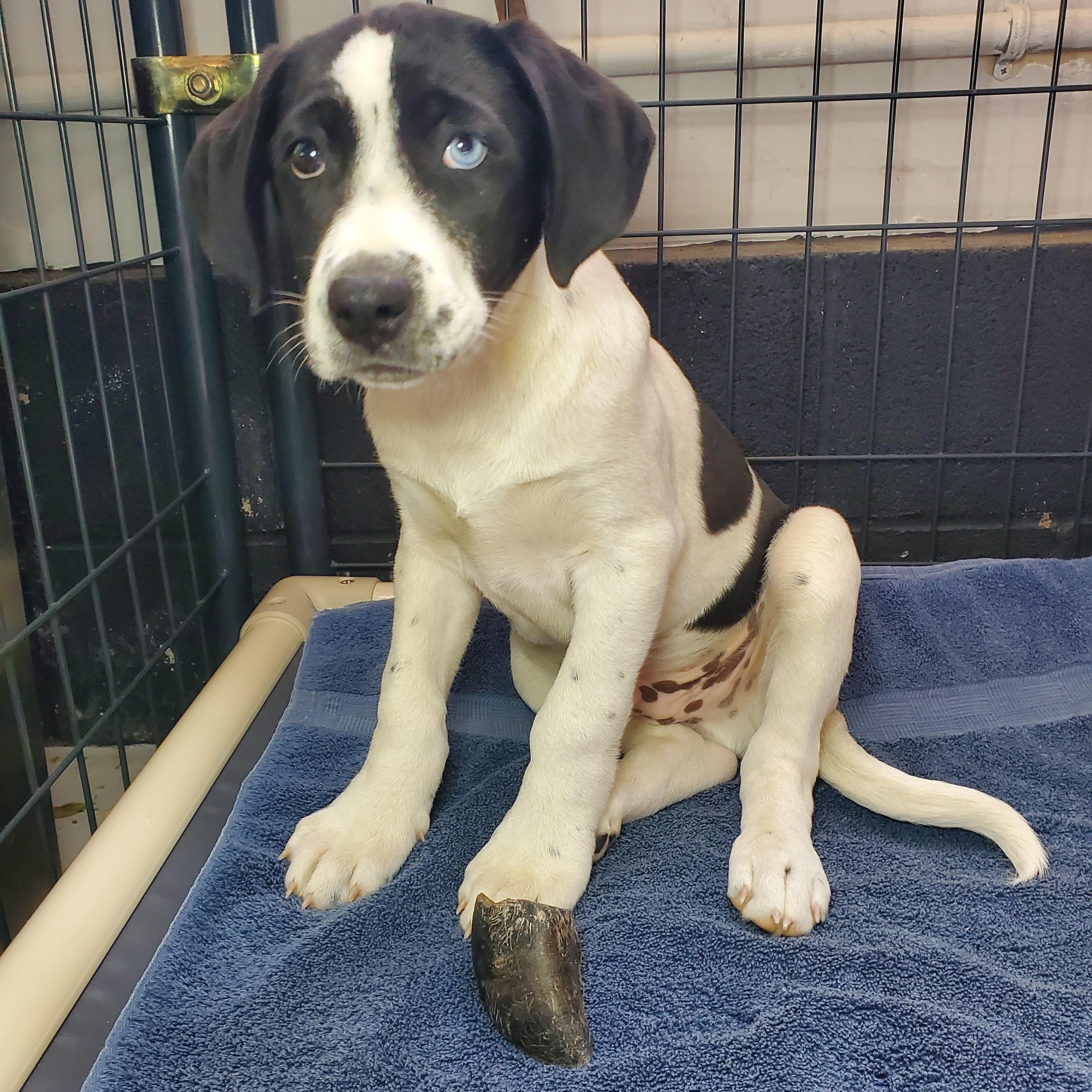 Enlarge Chip, a Adoptable mixed breed in Blairstown, NJ image 3/4