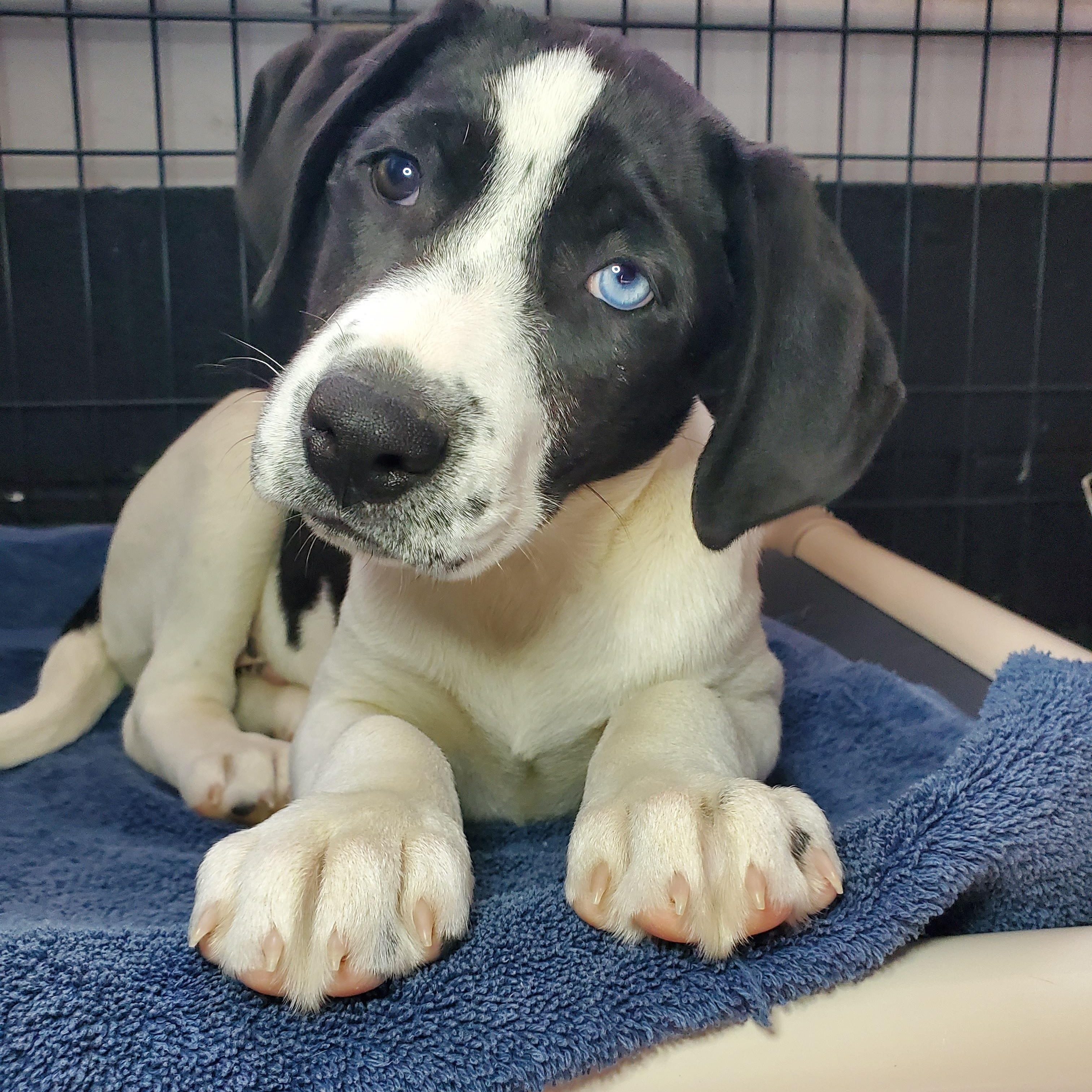 Enlarge Chip, a Adoptable mixed breed in Blairstown, NJ image 1/4