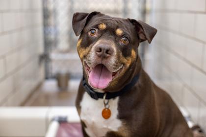 Blossom, Adoptable, Adult Female Pit Bull Terrier & Australian Shepherd.