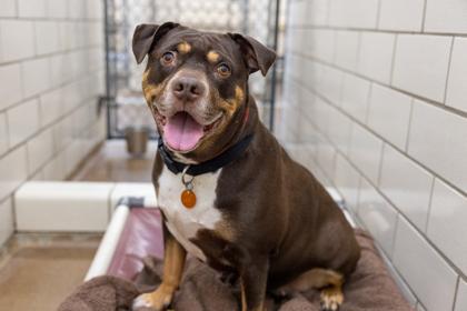 Blossom, a Adoptable mixed breed in Golden Valley, MN image 2/3