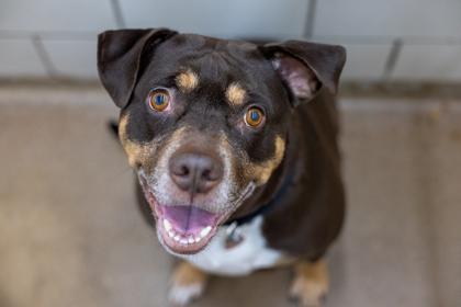 Blossom, a Adoptable mixed breed in Golden Valley, MN image 3/3