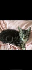 Bitsy thumbnail 6