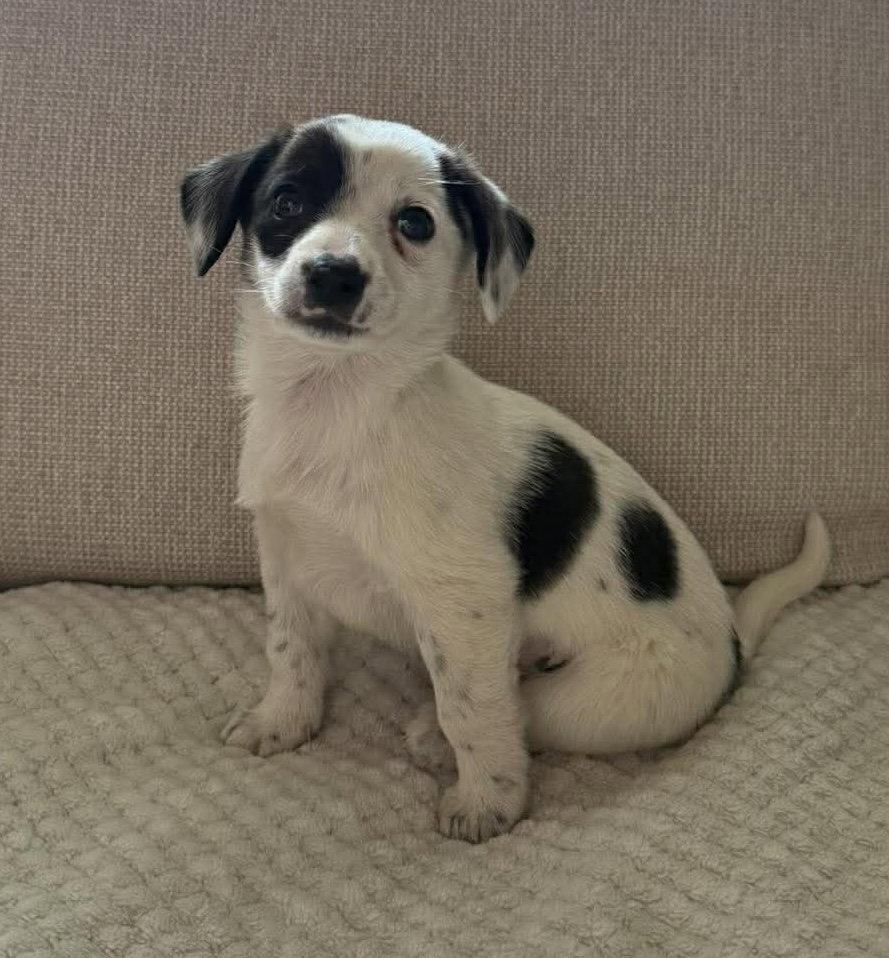 Enlarge CLOUD RUNNER, a Adoptable Australian Shepherd in Pomfret Center, CT image 1/2