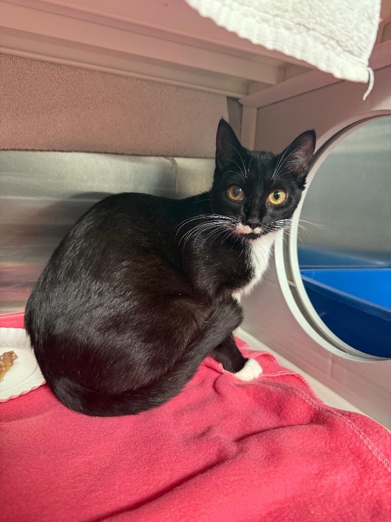 Felicia, Adoptable, Adult Female Domestic Short Hair.