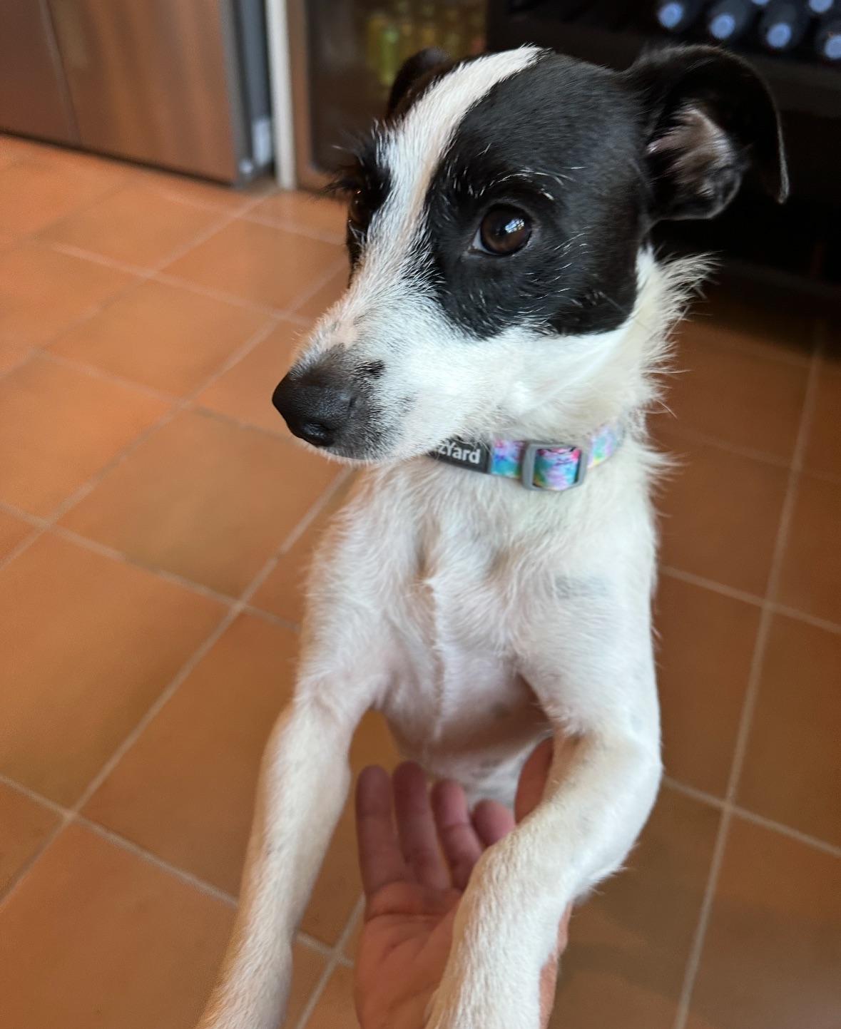 Joni  The Gal thumbnail 2