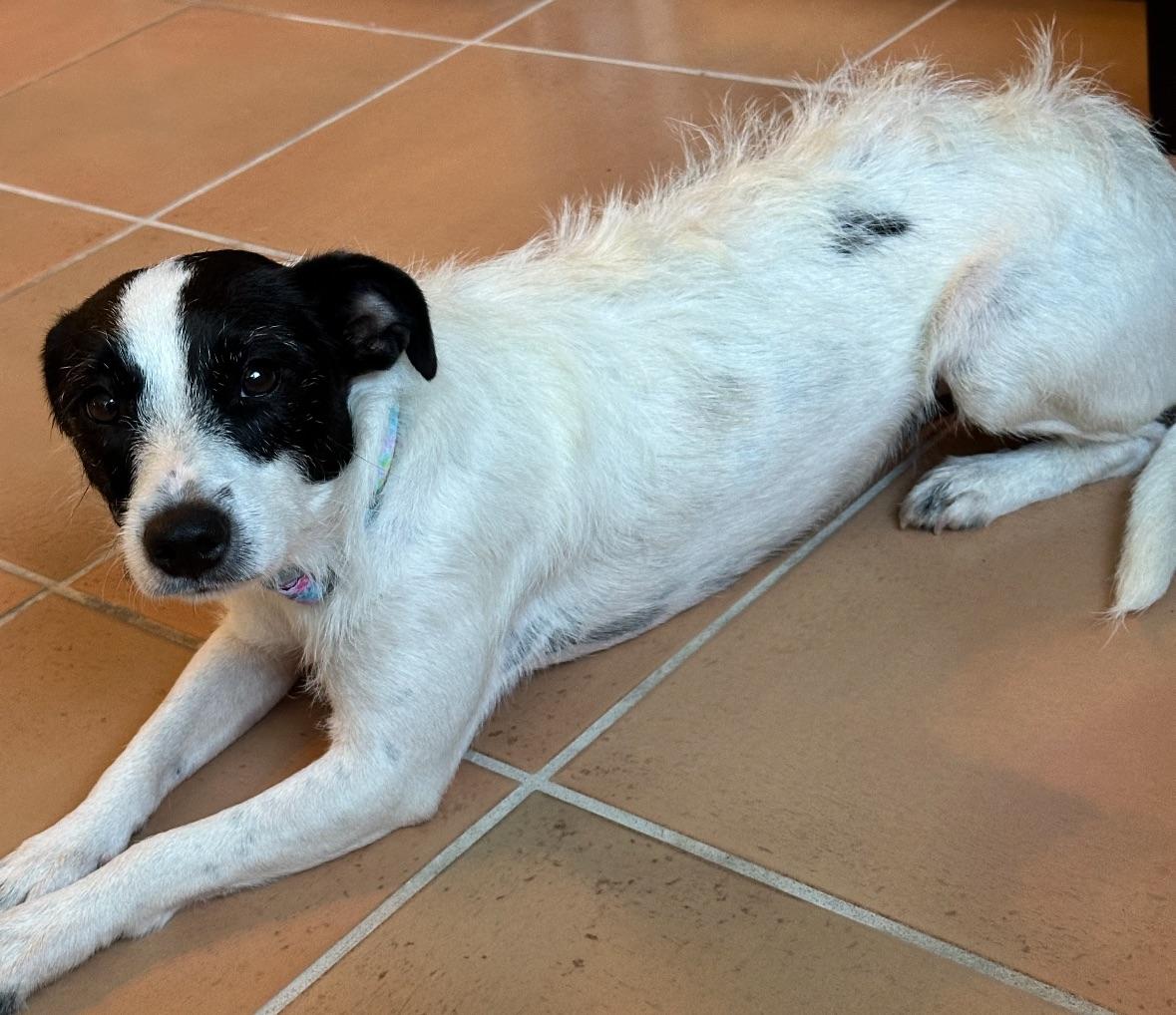 Joni  The Gal thumbnail 3