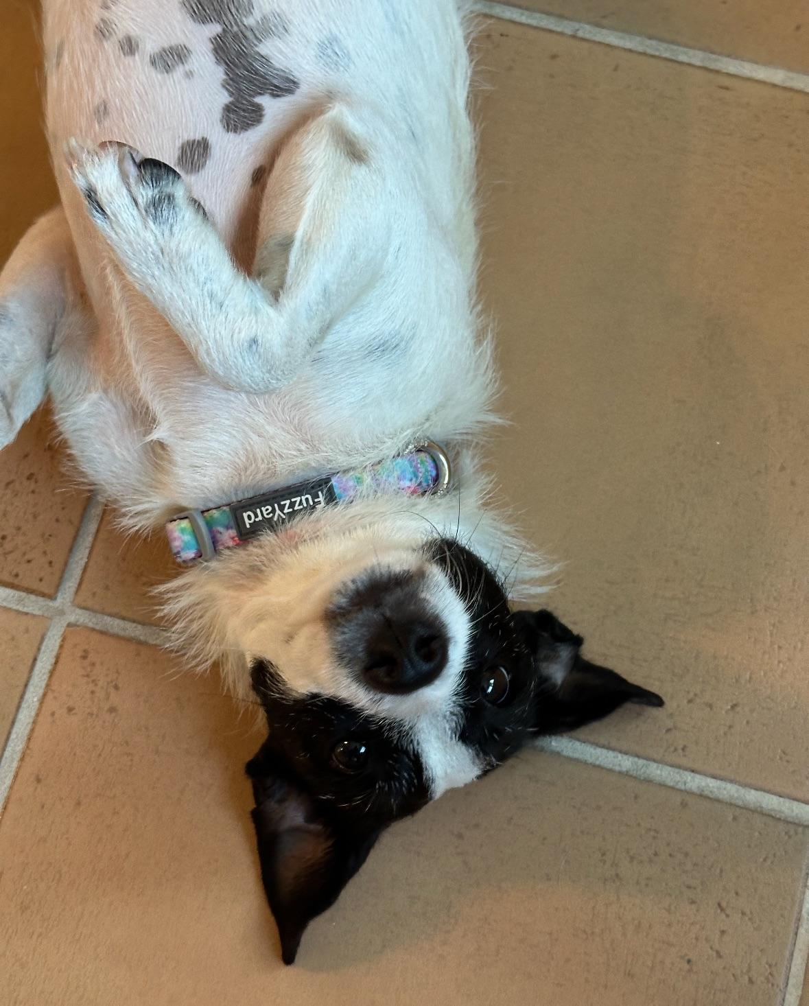 Joni  The Gal thumbnail 4