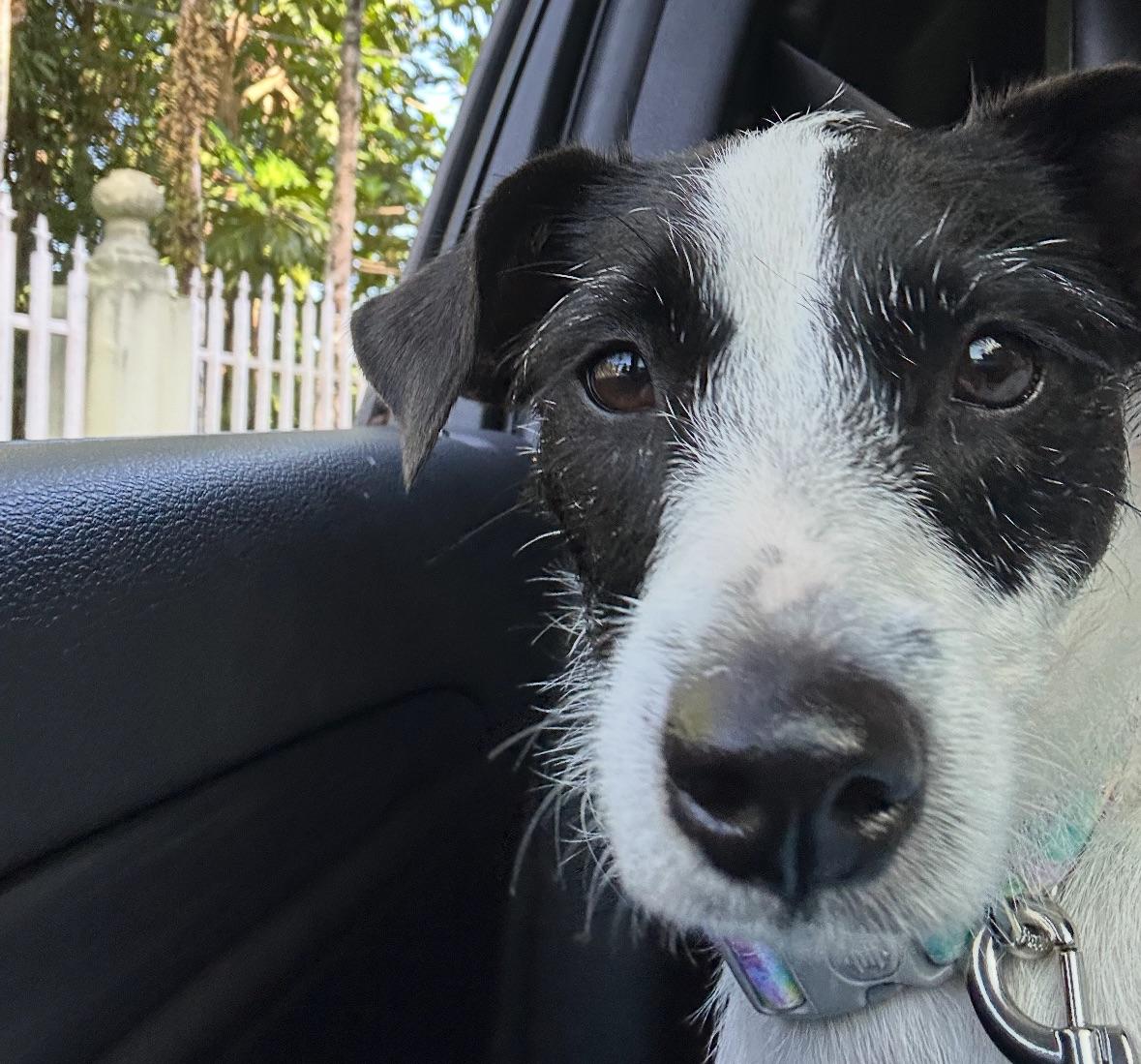 Joni  The Gal thumbnail 5