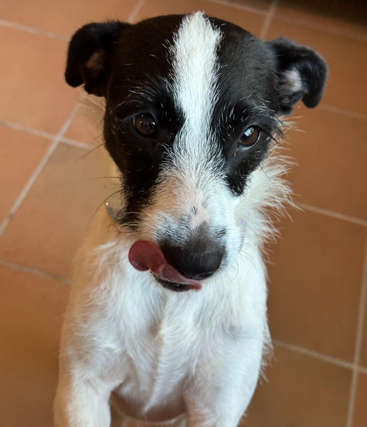 Joni  The Gal thumbnail 6