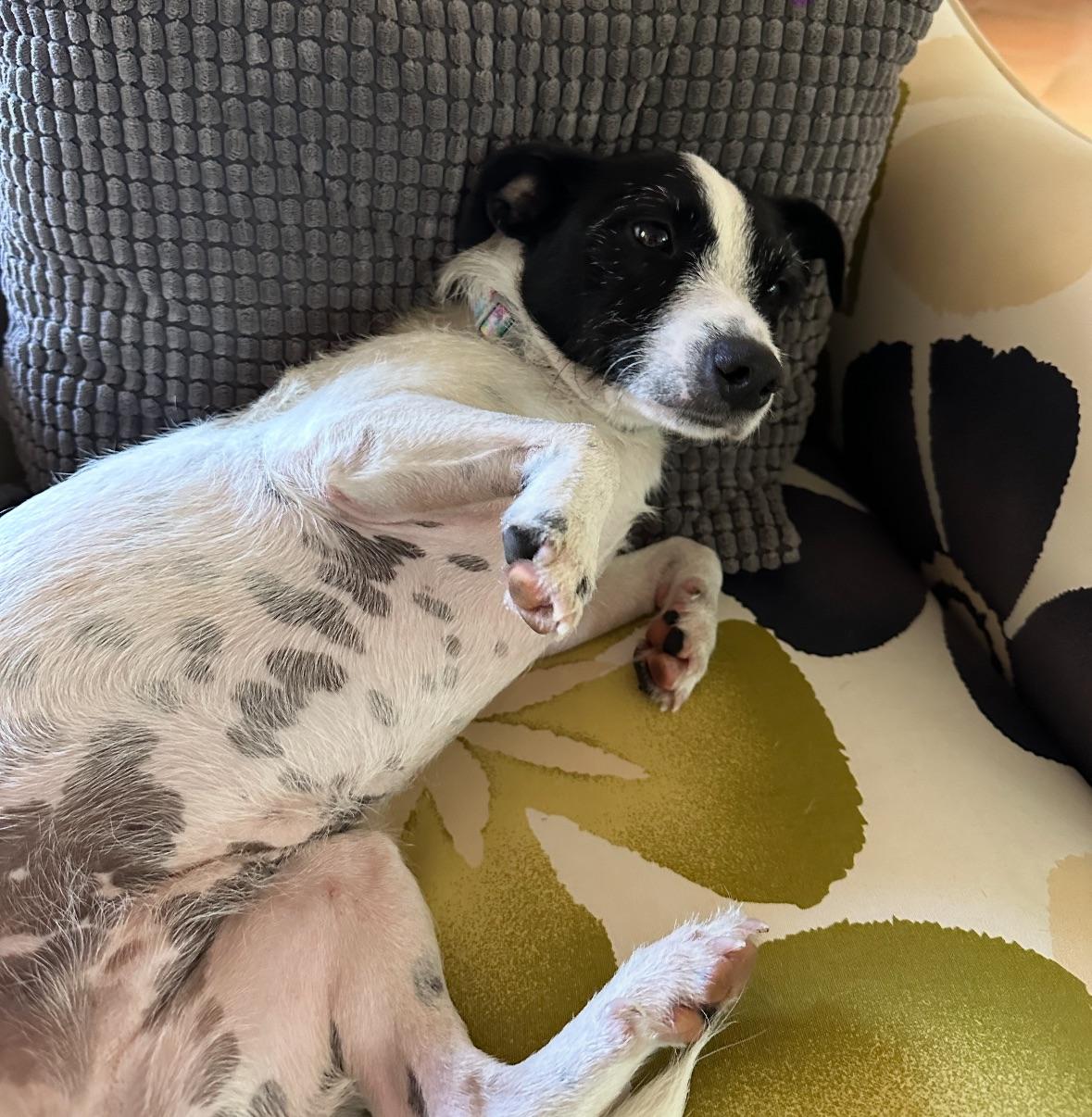 Joni  The Gal thumbnail 7