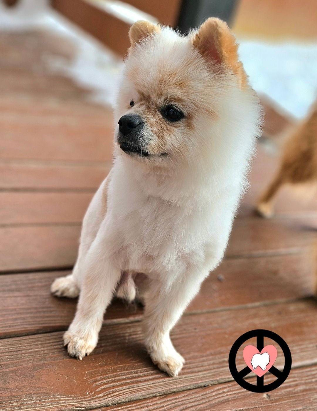 Wilbur, Adoptable, Adult Male Pomeranian.