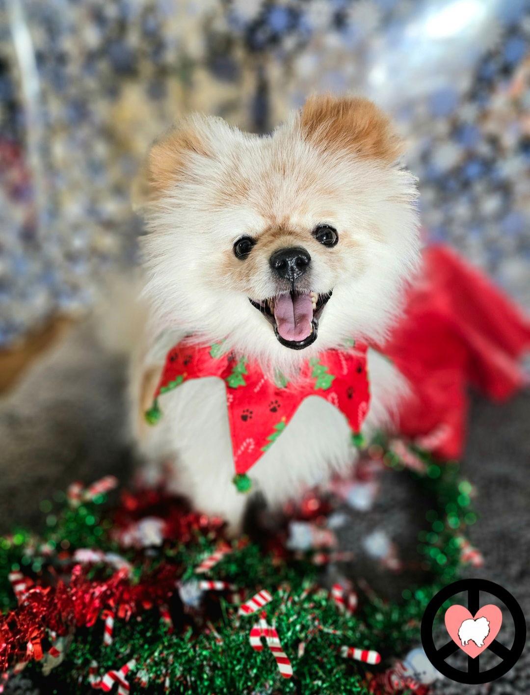 Enlarge Wilbur, a Adoptable Pomeranian in Lebanon, PA image 2/3