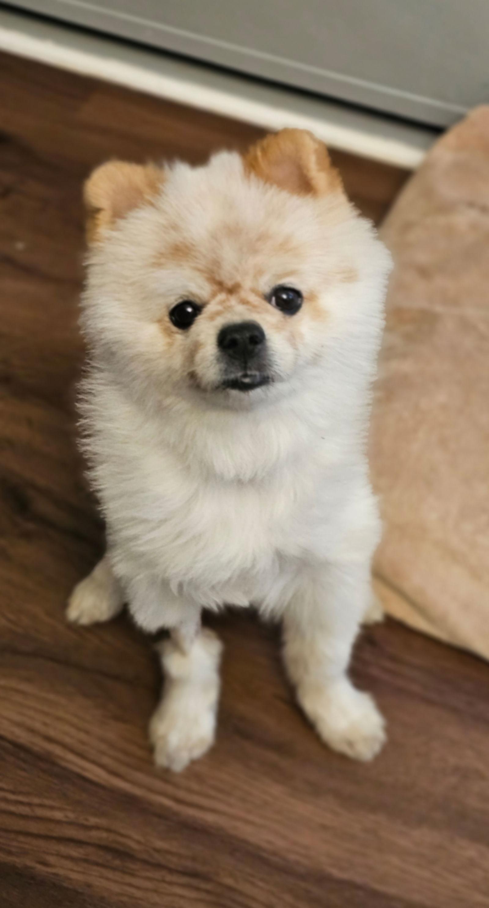 Enlarge Wilbur, a Adoptable Pomeranian in Lebanon, PA image 3/3