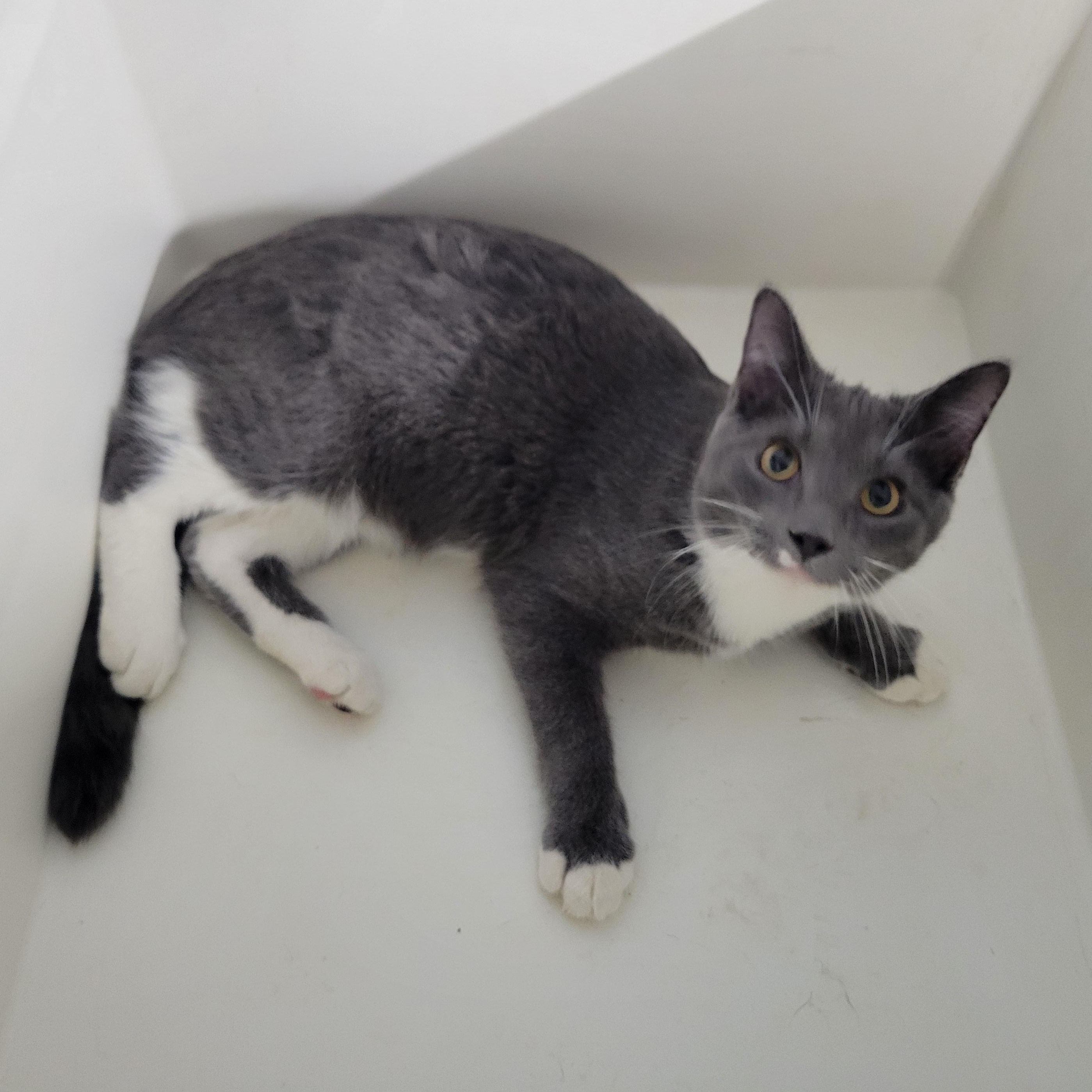 Enlarge Tut, a Adoptable Domestic Short Hair in Clarinda, IA image 6/6