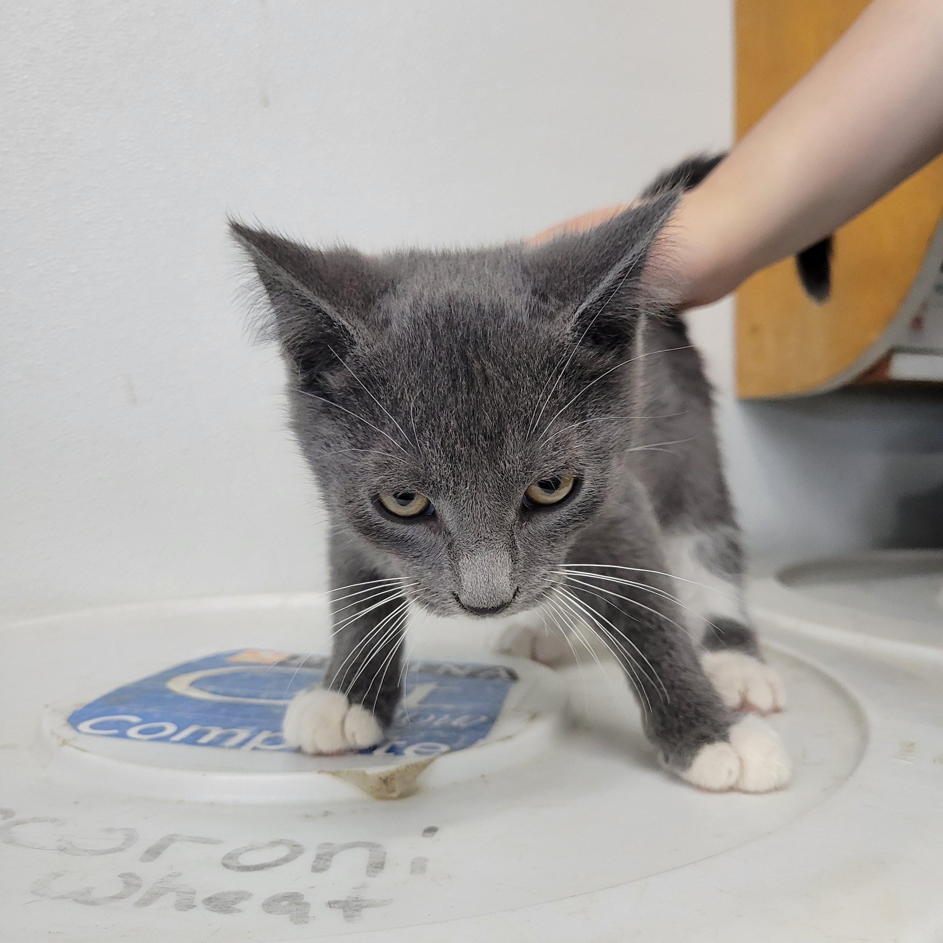 Tut, a Adoptable Domestic Short Hair in Clarinda, IA image 4/5