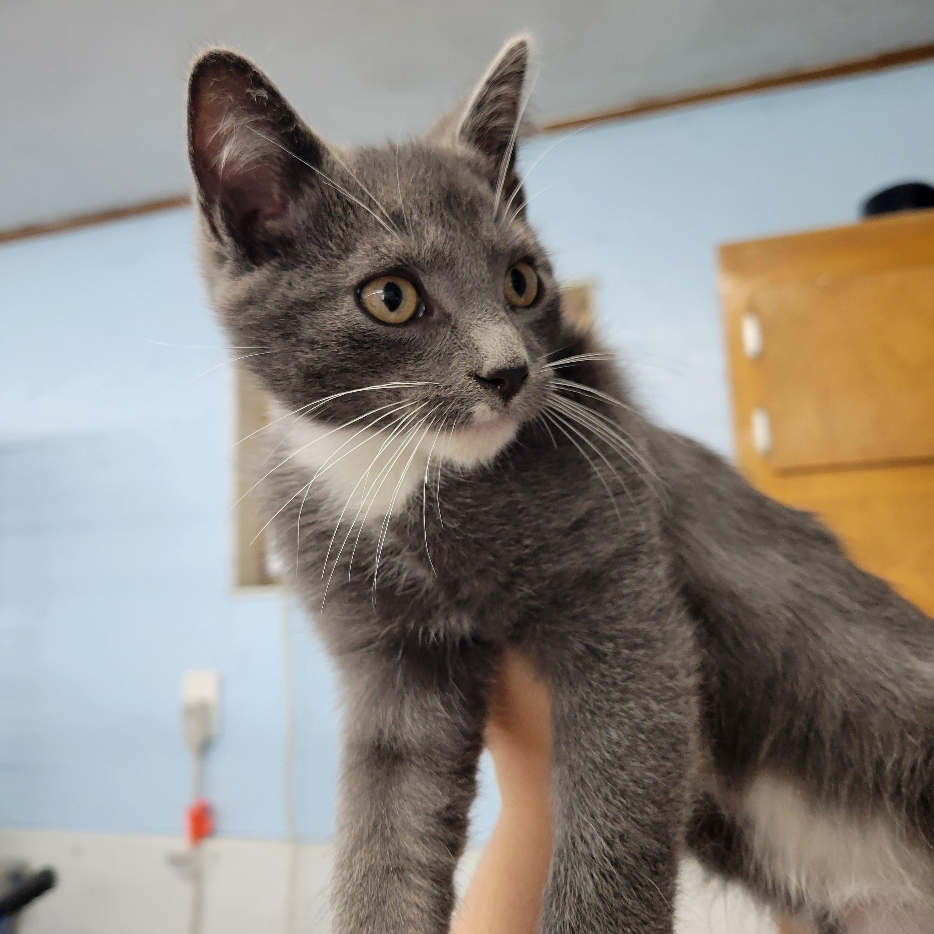 Tut, a Adoptable Domestic Short Hair in Clarinda, IA image 5/5